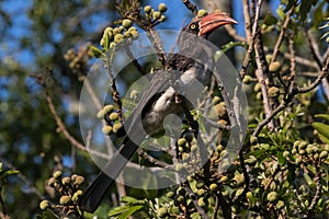 Crowned Hornbill in dense forest