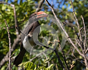 Crowned Hornbill feeding in the forest