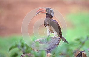 Crowned Hornbill in Kenya