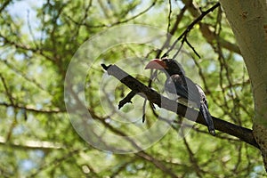 Crowned hornbill Lophoceros alboterminatus Portrait of a African hornbill.