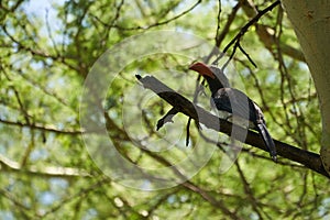 Crowned hornbill Lophoceros alboterminatus Portrait of a African hornbill.