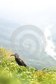 Crowned Hornbill Oribi Gorge Nature Reserve