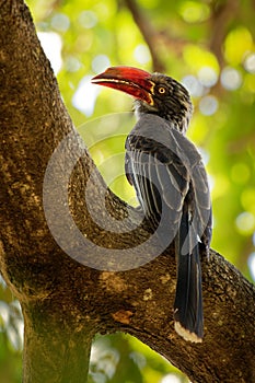 Crowned Hornbill - Tockus Lophoceros alboterminatus  bird with white belly and black back and wings, tips of the long tail