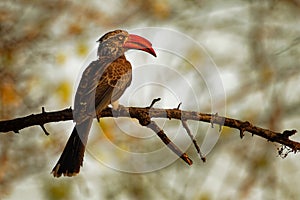 Crowned Hornbill - Tockus Lophoceros alboterminatus  bird with white belly and black back and wings, tips of the long tail feather