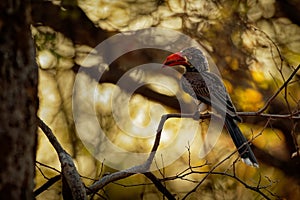 Crowned Hornbill - Tockus Lophoceros alboterminatus  bird with white belly and black back and wings, tips of the long tail feather