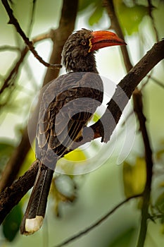 Crowned Hornbill - Tockus Lophoceros alboterminatus  bird with white belly and black back and wings, tips of the long tail feather