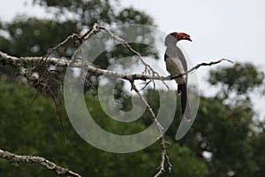 Crowned Hornbill in a tree