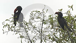 a crowned hornbill in a tree preening its feathers at lake manyara