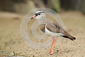 Crowned lapwing