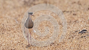 Crowned Lapwing in Arid Field