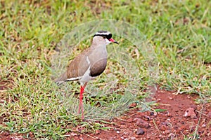 Crowned Lapwing bird, crowned plover in brown with black halo crown standing at Lake Manyara in Tanzania, Africa