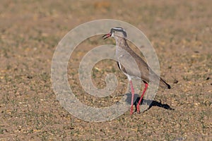 Crowned lapwing bird vanellus coronatus on savanna ground