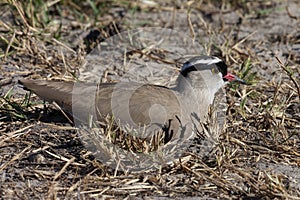 Crowned Lapwing - Botswana - Africa