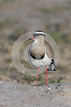 Crowned Lapwing or Crowned Plover