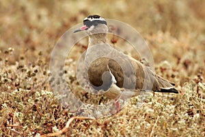 Crowned lapwing / Crowned plover