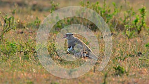 Crowned lapwing with her chick on grassland