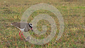 Crowned lapwing with her chick on grassland