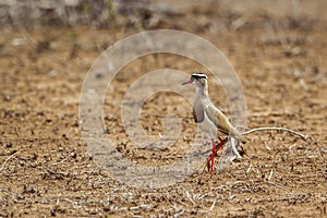 Crowned lapwing in Kruger National park, South Africa