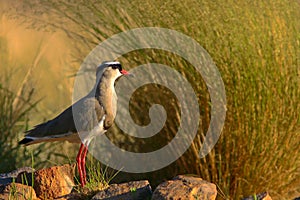 Crowned Lapwing(Plover)