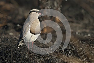 Crowned Lapwing plover