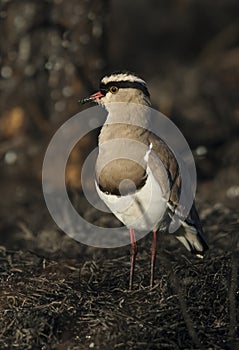 Crowned Lapwing plover