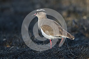 Crowned Lapwing plover