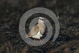 Crowned Lapwing plover