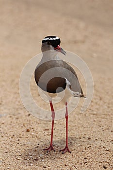 Crowned lapwing or plover