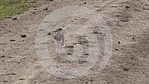 Crowned Lapwing Plover Bird in the Meadows of Africa