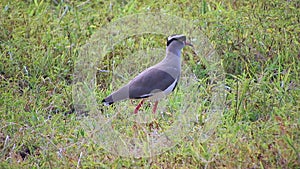 Crowned Lapwing Plover Bird in the Meadows of Africa