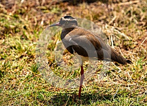 Crowned lapwing or plover photographed in South Africa.