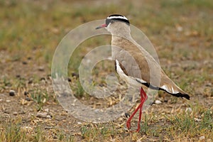 The crowned lapwing or plover Vanellus coronatus is standing in typical position with green grass in background