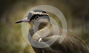 Crowned lapwing portrait.