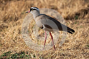 Crowned Lapwing, Rietvlei Nature Reserve.