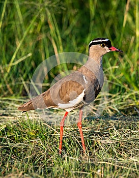 Crowned Lapwing, Rietvlei Nature Reserve.