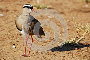 Crowned Lapwing (Vanellus coronatus)