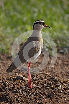 Crowned Lapwing - Vanellus coronatus