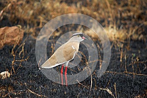 Crowned lapwing (Vanellus coronatus)