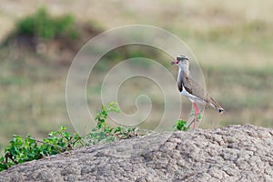 Crowned Lapwing - Vanellus coronatus or Crowned plover, bird of the subfamily that occurs from the Red Sea coast of Somalia to