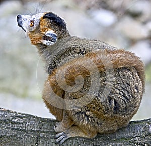 Crowned lemur 1