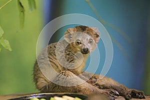 Crowned lemur