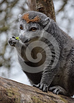 A Crowned Lemur