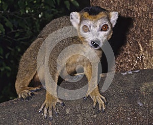 Crowned lemur