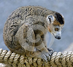 Crowned lemur 3