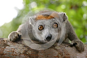 Crowned lemur