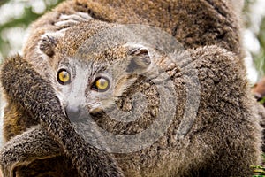 Crowned lemur