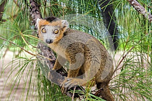 Crowned lemur