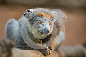 Crowned Lemur