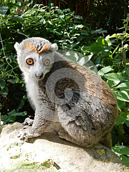 Crowned Lemur