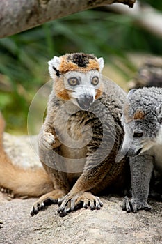 Crowned Lemur